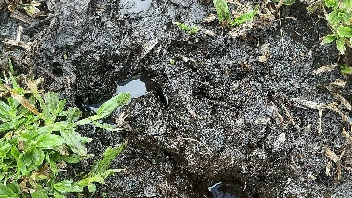 Chácara à venda de 8 ha em Santo Antônio da Patrulha, RS, Brasil