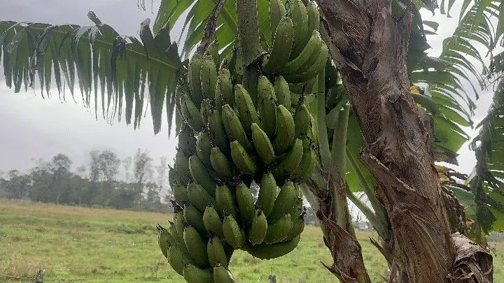 Chácara à venda de 8 ha em Santo Antônio da Patrulha, RS, Brasil