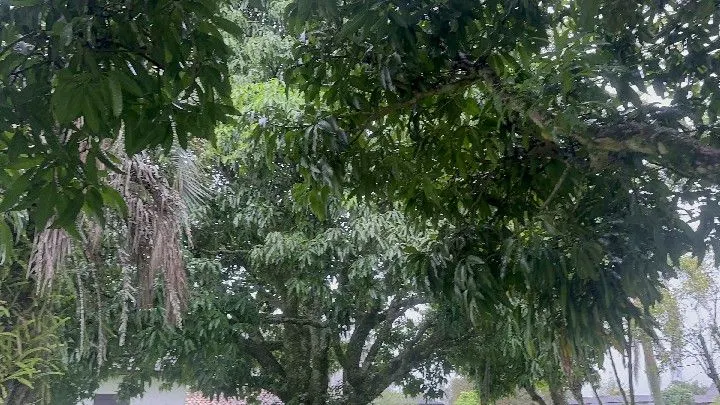 Chácara à venda de 8 ha em Santo Antônio da Patrulha, RS, Brasil