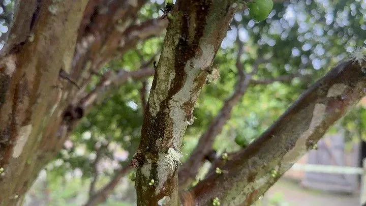 Chácara à venda de 8 ha em Santo Antônio da Patrulha, RS, Brasil