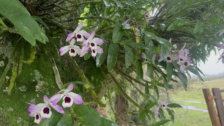 Chácara à venda de 8 ha em Santo Antônio da Patrulha, RS, Brasil