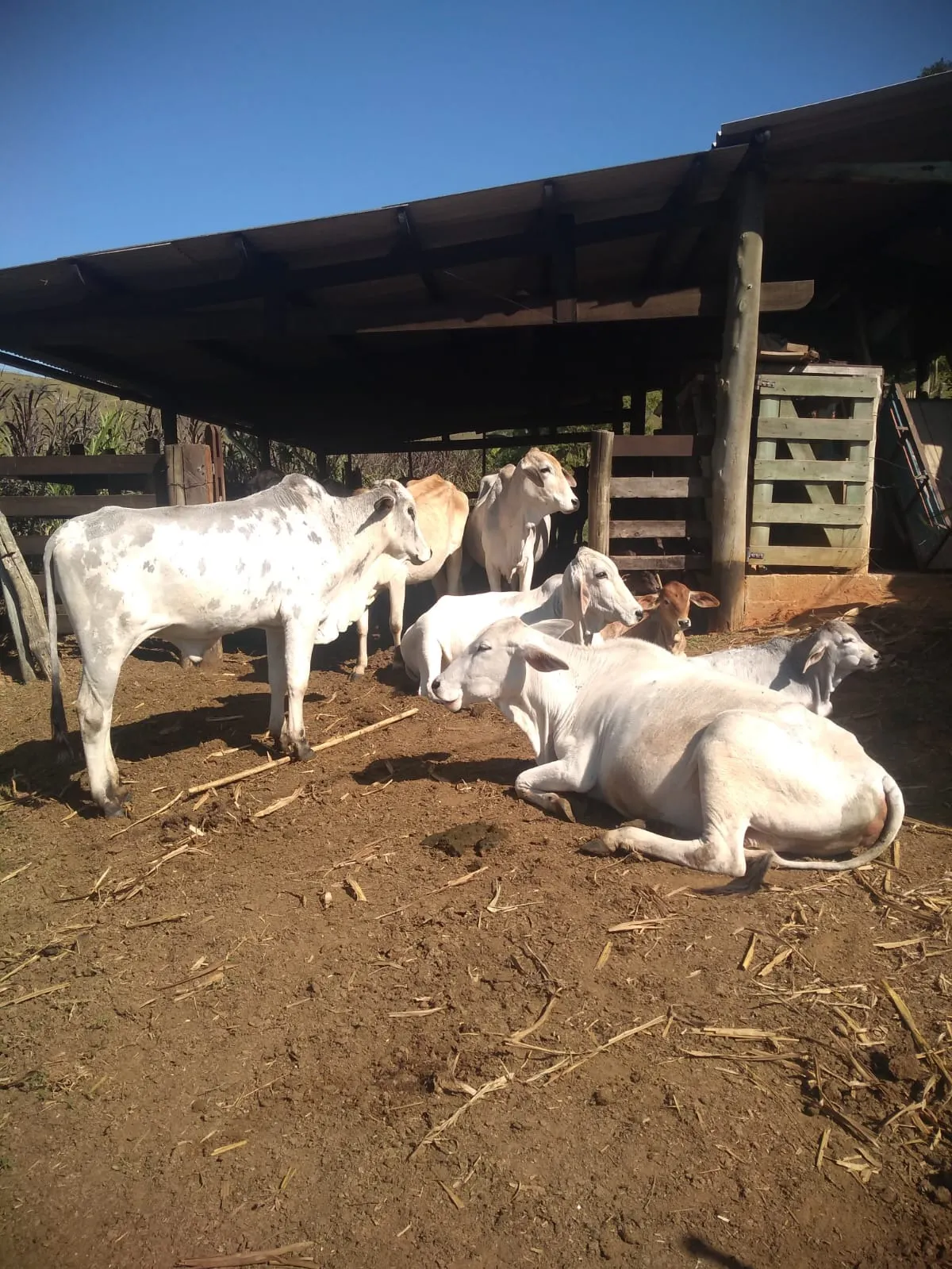 Sítio à venda de 10 ha em Paraibuna, SP, Brasil