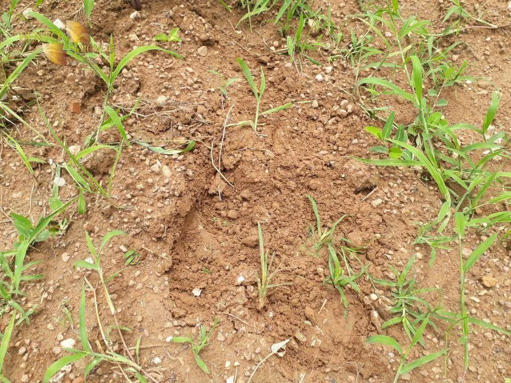Fazenda à venda de 2.300 ha em Várzea Grande, MT, Brasil