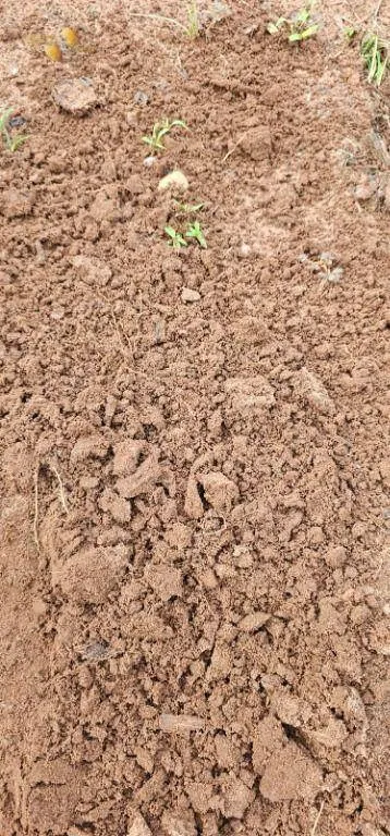 Fazenda à venda de 240 ha em Dom Aquino, MT, Brasil