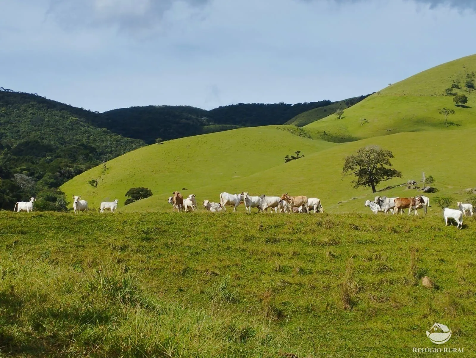 Fazenda à venda de 242 ha em Piracaia, SP, Brasil