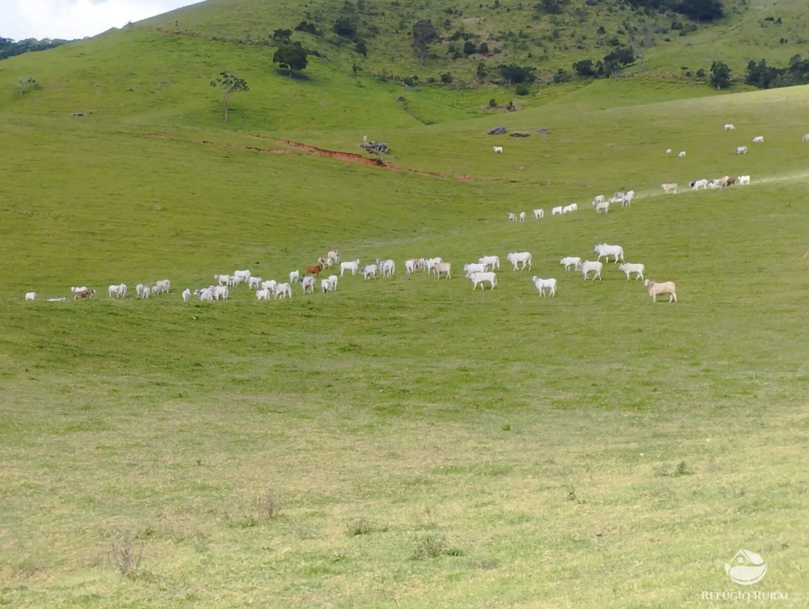 Fazenda à venda de 242 ha em Piracaia, SP, Brasil