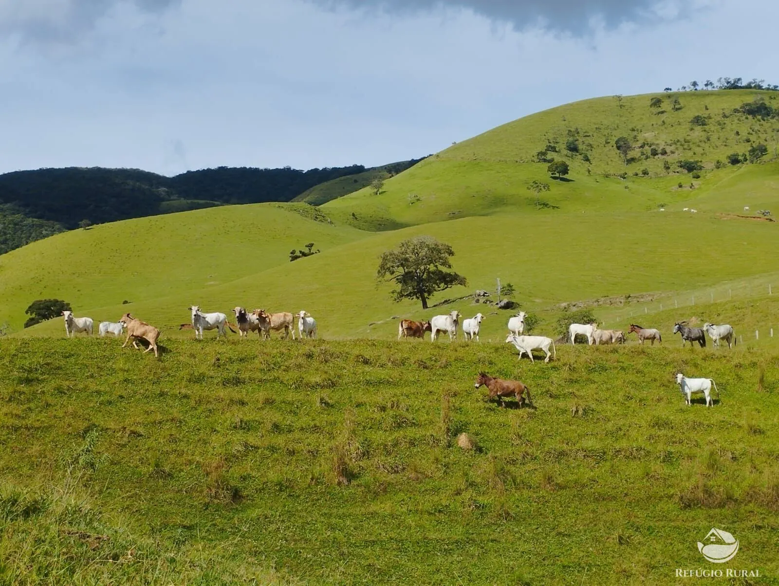 Fazenda à venda de 242 ha em Piracaia, SP, Brasil