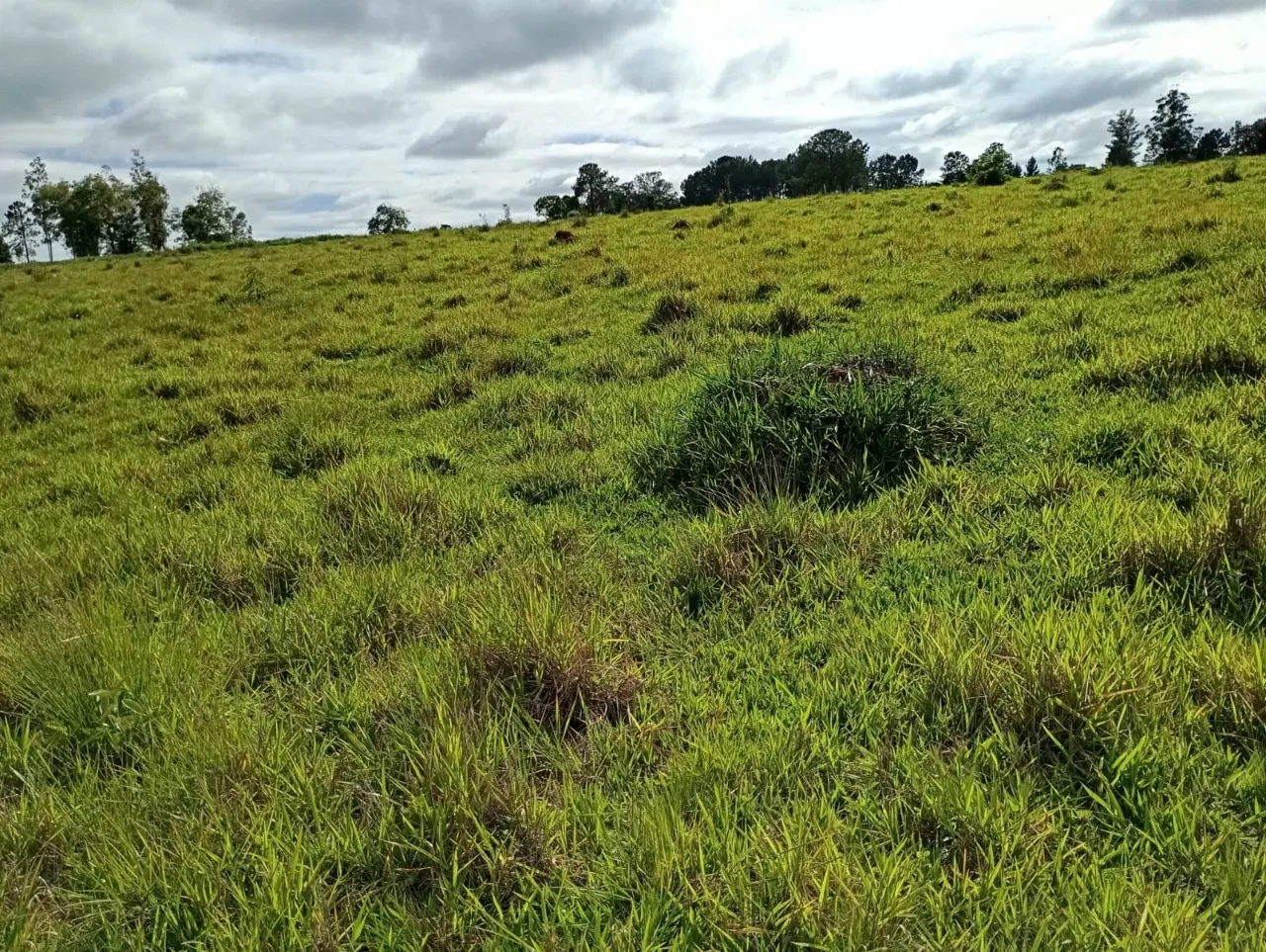 Fazenda à venda de 7 ha em Angatuba, SP, Brasil