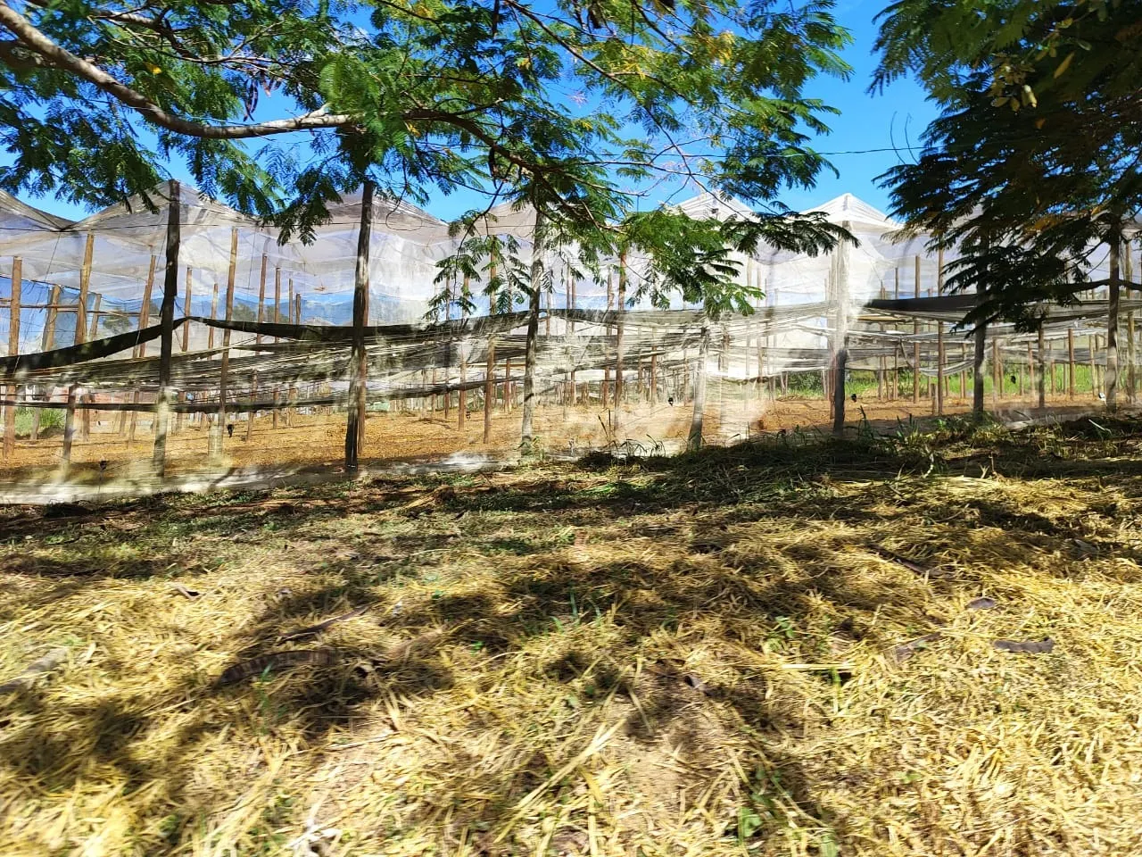 Sítio à venda de 73 ha em Itapetininga, SP, Brasil