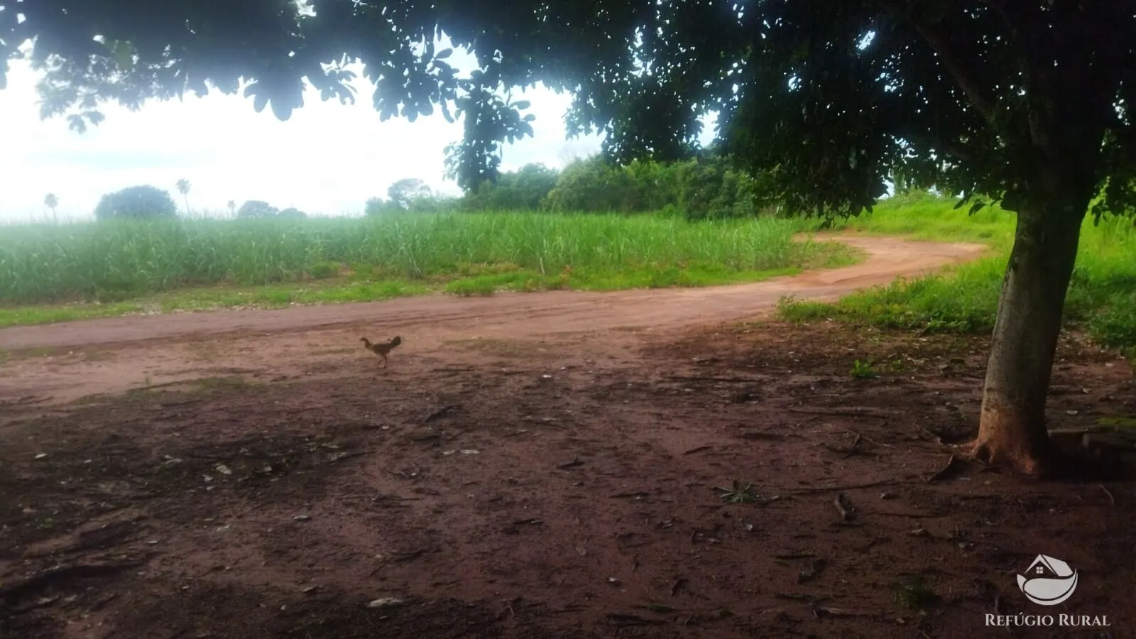 Small farm for sale and to rent of 72 acres in Frutal, MG, Brazil