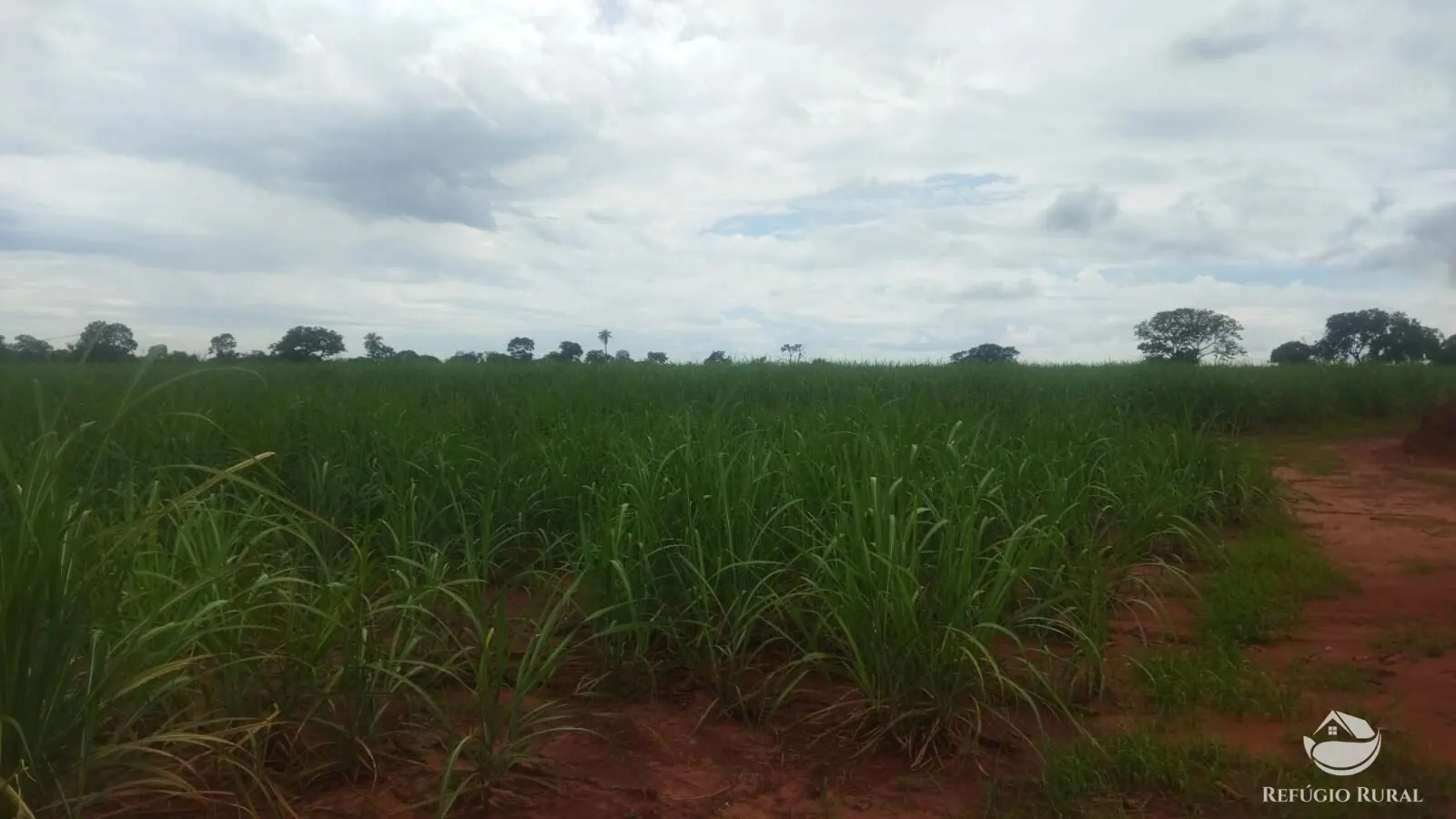 Small farm for sale and to rent of 72 acres in Frutal, MG, Brazil