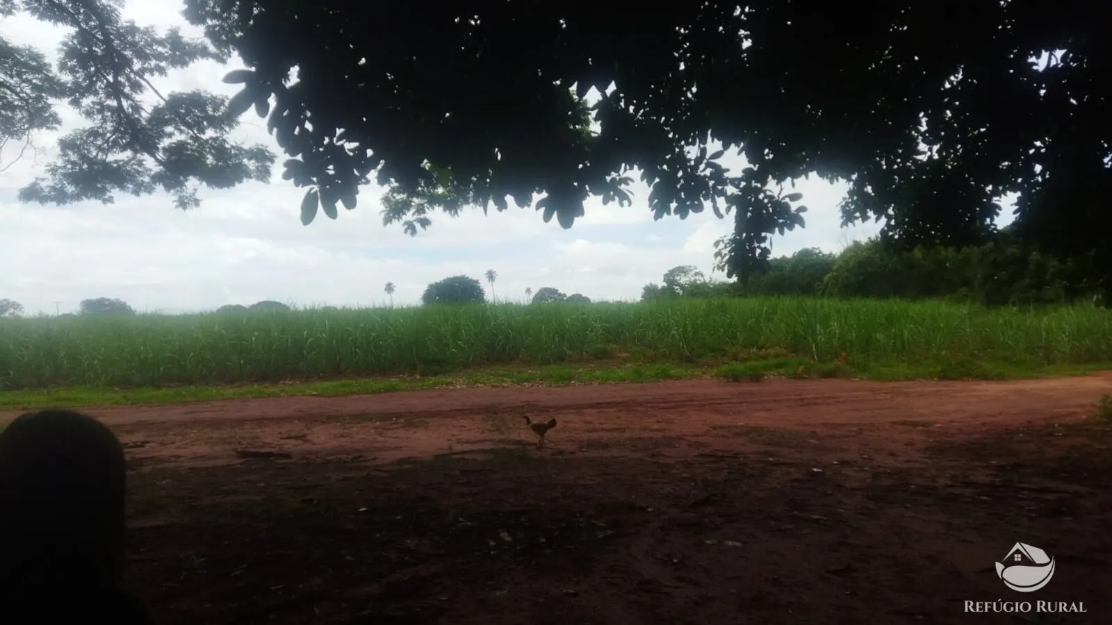 Small farm for sale and to rent of 72 acres in Frutal, MG, Brazil
