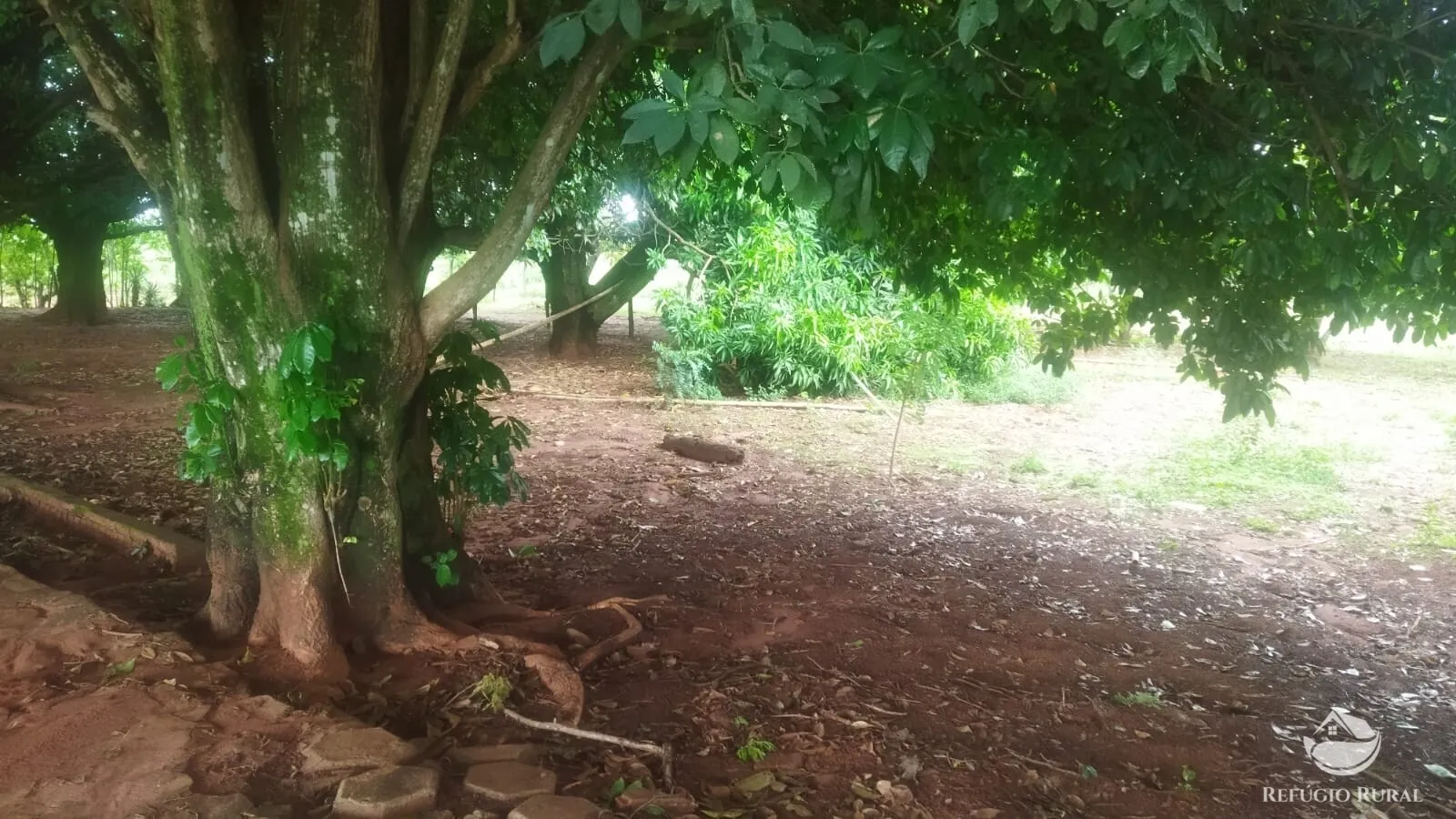 Small farm for sale and to rent of 72 acres in Frutal, MG, Brazil