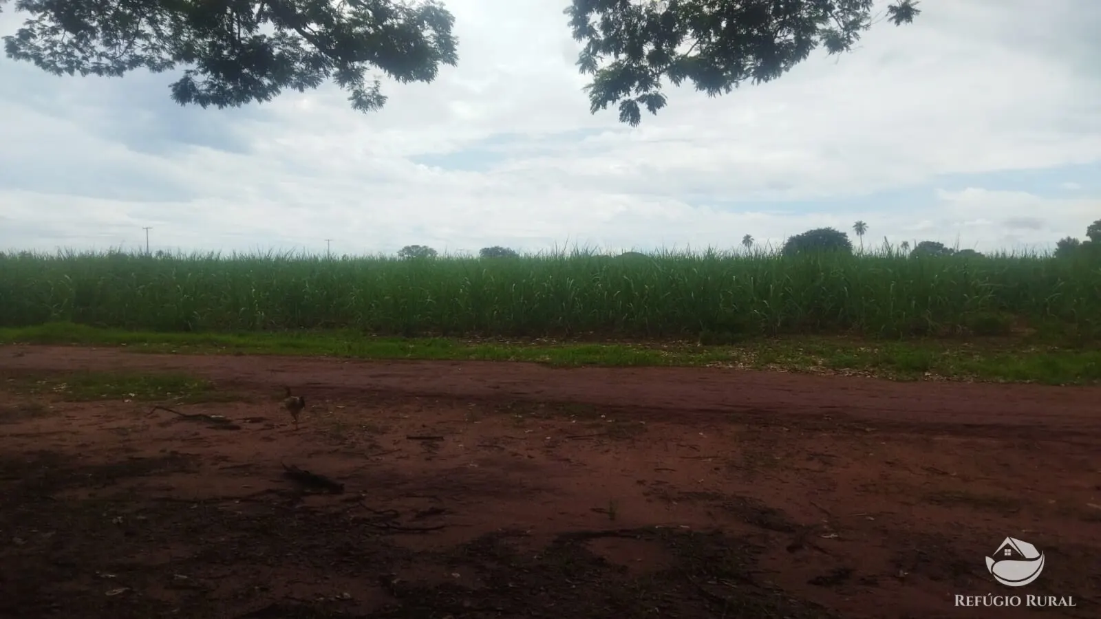 Small farm for sale and to rent of 72 acres in Frutal, MG, Brazil