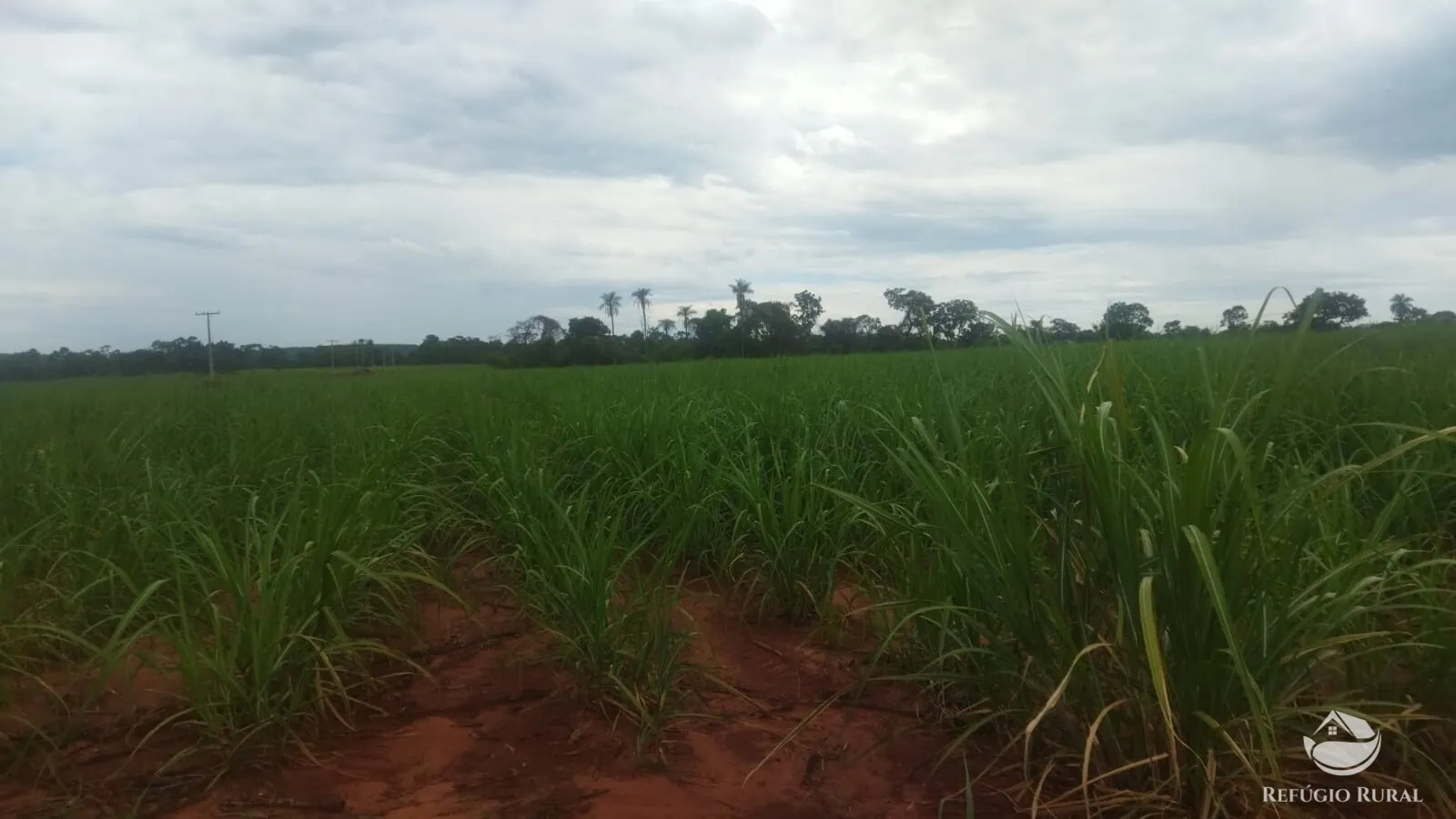 Small farm for sale and to rent of 72 acres in Frutal, MG, Brazil
