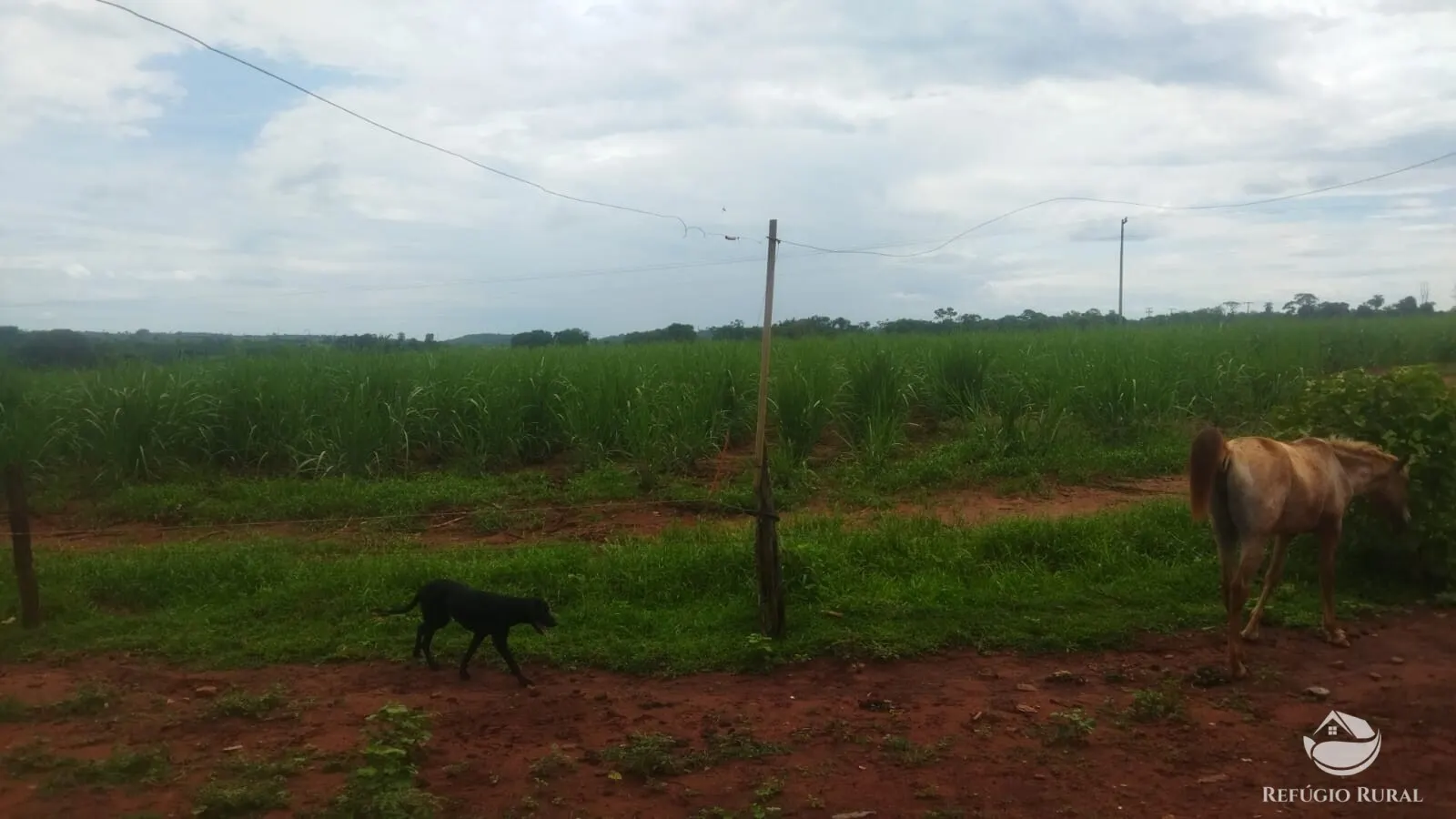 Small farm for sale and to rent of 72 acres in Frutal, MG, Brazil