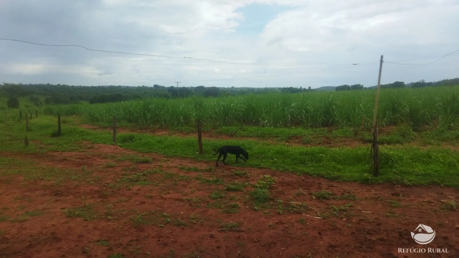 Small farm for sale and to rent of 72 acres in Frutal, MG, Brazil