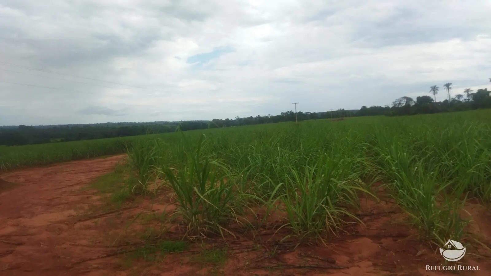 Small farm for sale and to rent of 72 acres in Frutal, MG, Brazil