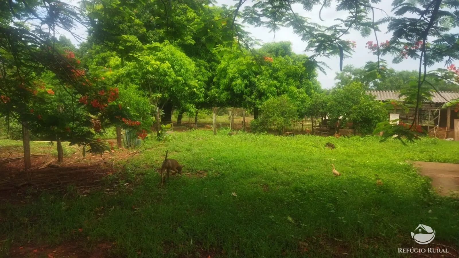 Small farm for sale and to rent of 72 acres in Frutal, MG, Brazil