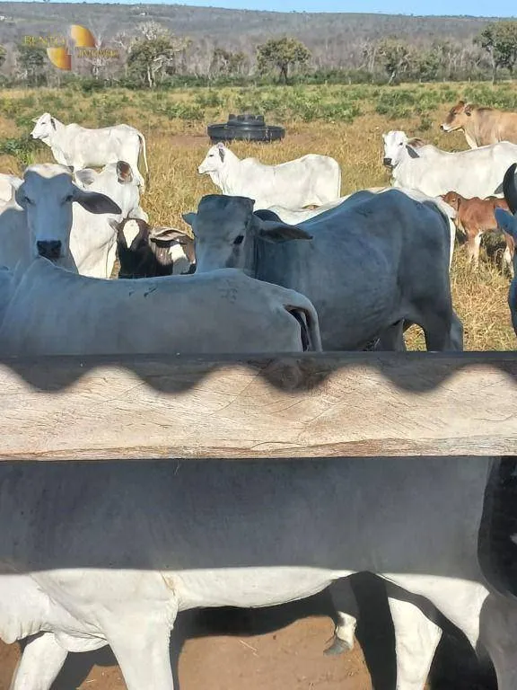 Fazenda à venda de 337 ha em Juscimeira, MT, Brasil