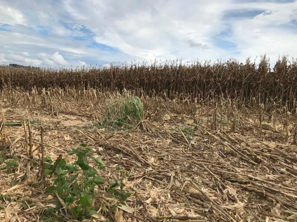 Farm for sale of 287 acres in São Miguel Arcanjo, SP, Brazil