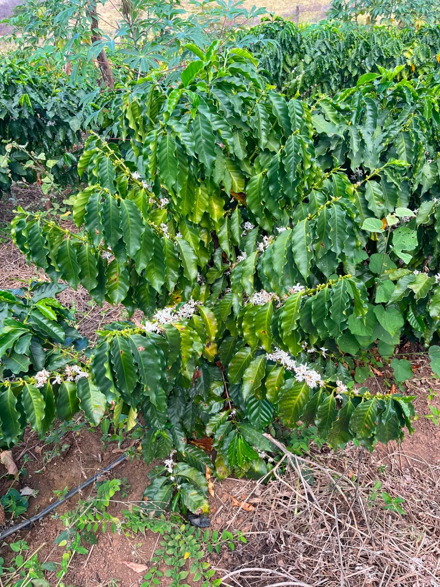 Sítio à venda de 25 ha em Cristália, MG, Brasil