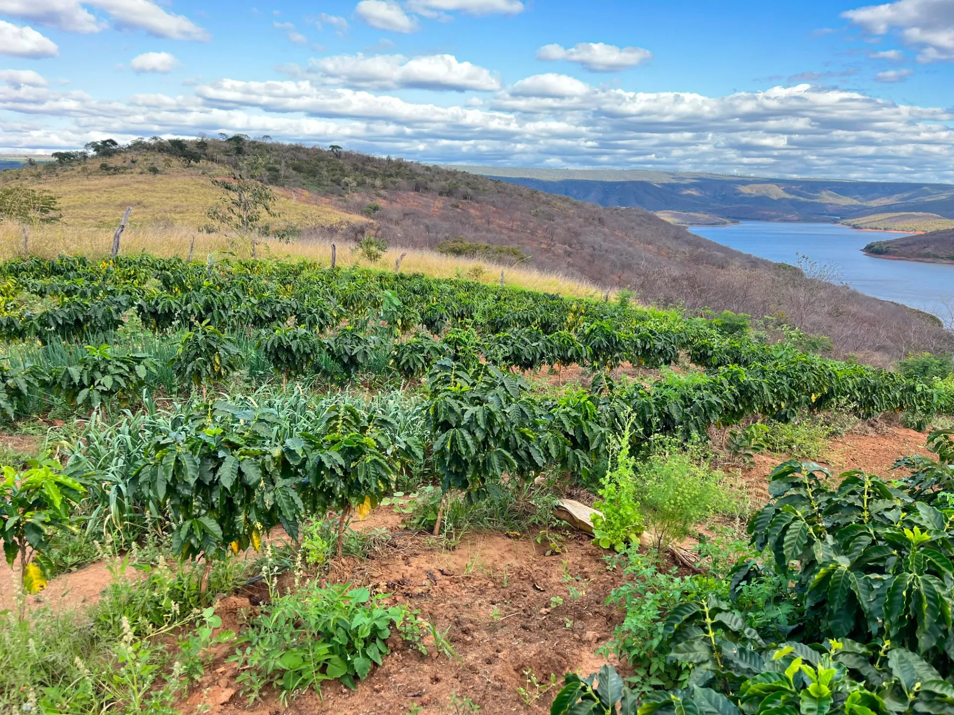 Sítio à venda de 25 ha em Cristália, MG, Brasil