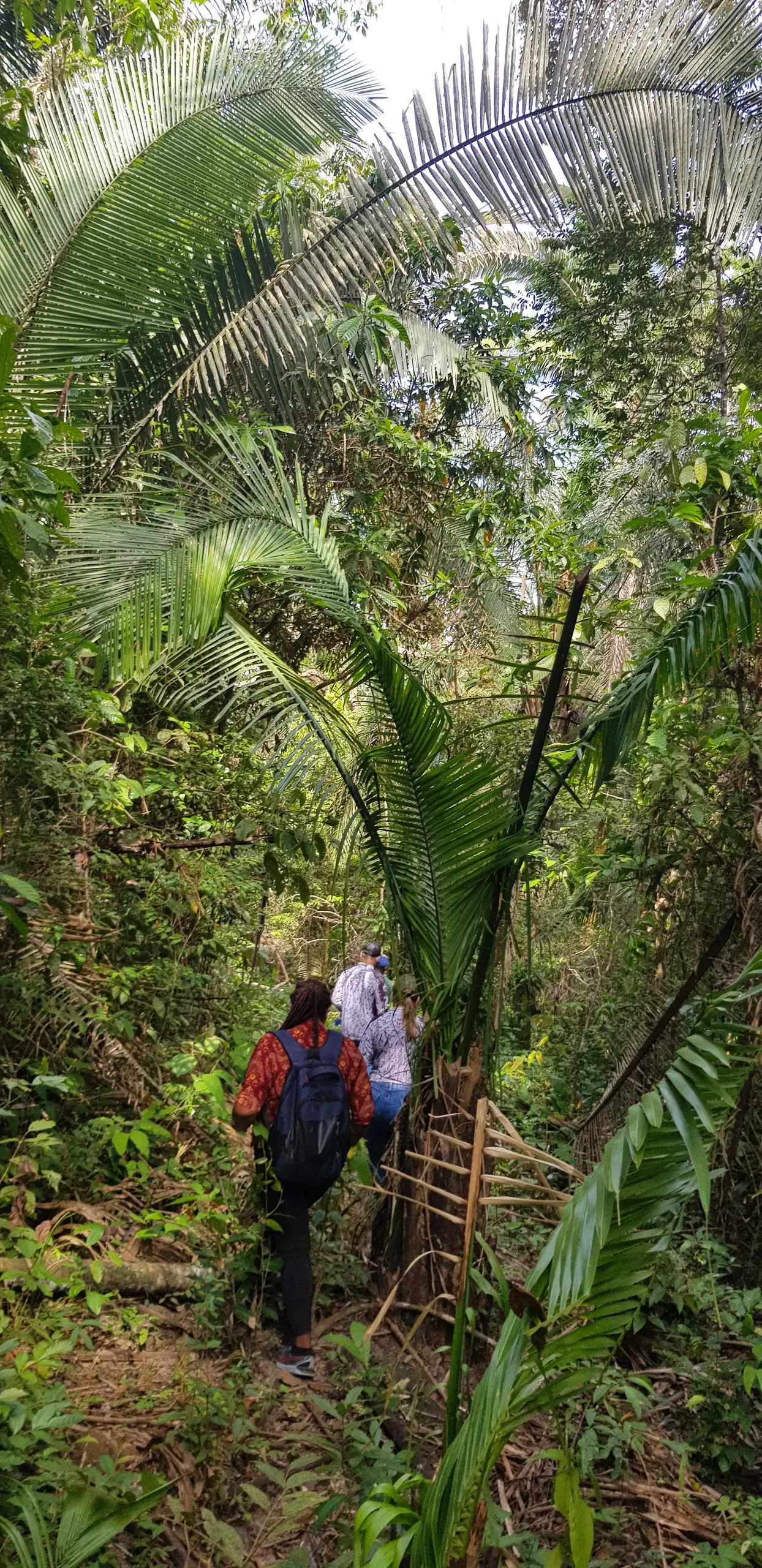Fazenda à venda de 499 ha em Bacuri, MA, Brasil