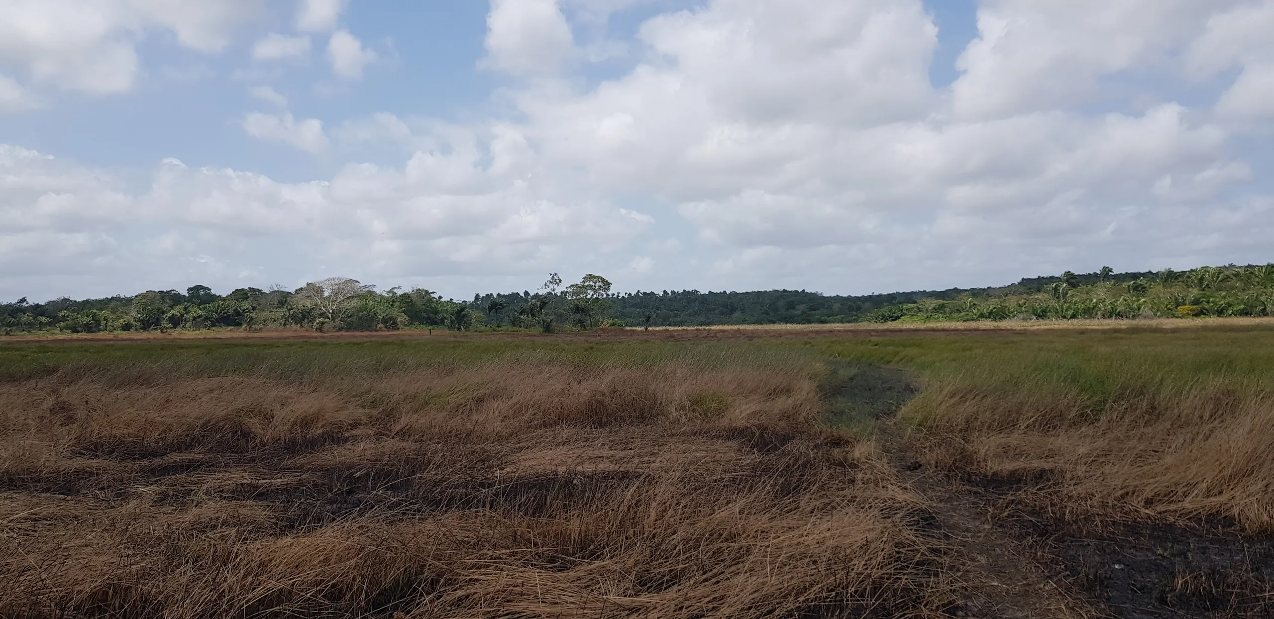 Fazenda à venda de 499 ha em Bacuri, MA, Brasil