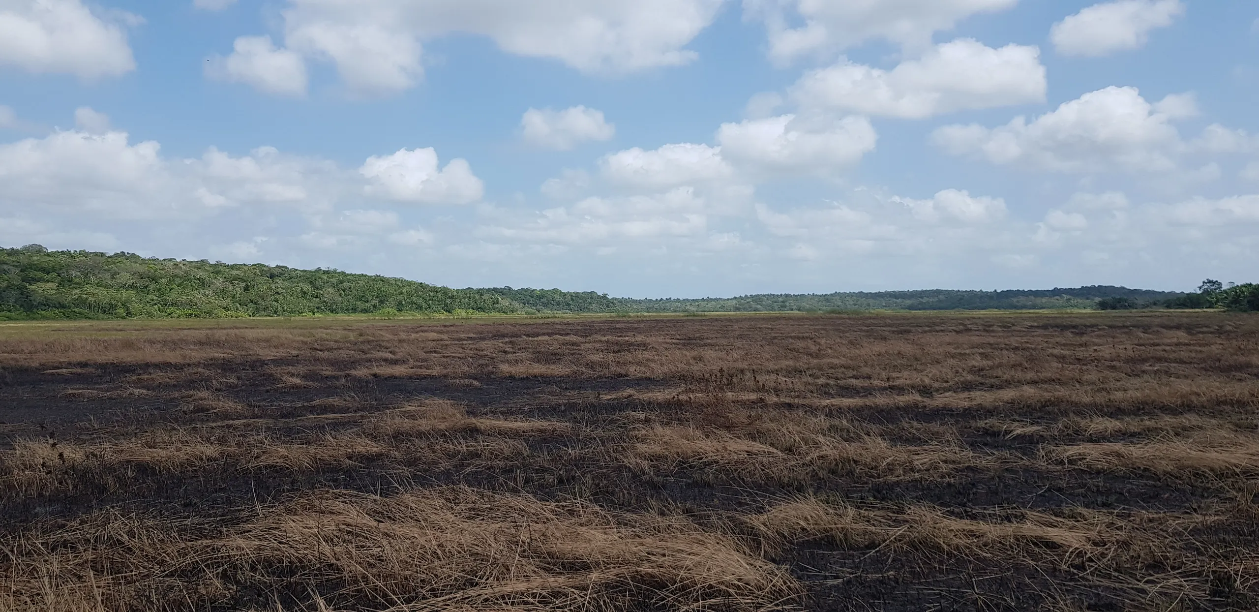 Fazenda à venda de 499 ha em Bacuri, MA, Brasil