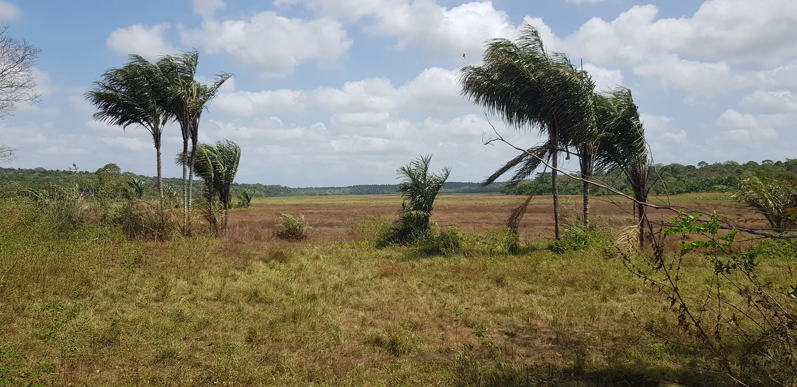 Fazenda à venda de 499 ha em Bacuri, MA, Brasil