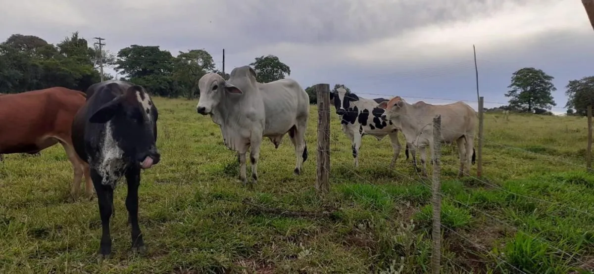 Sítio à venda de 5 ha em Santo Antônio da Alegria, SP, Brasil