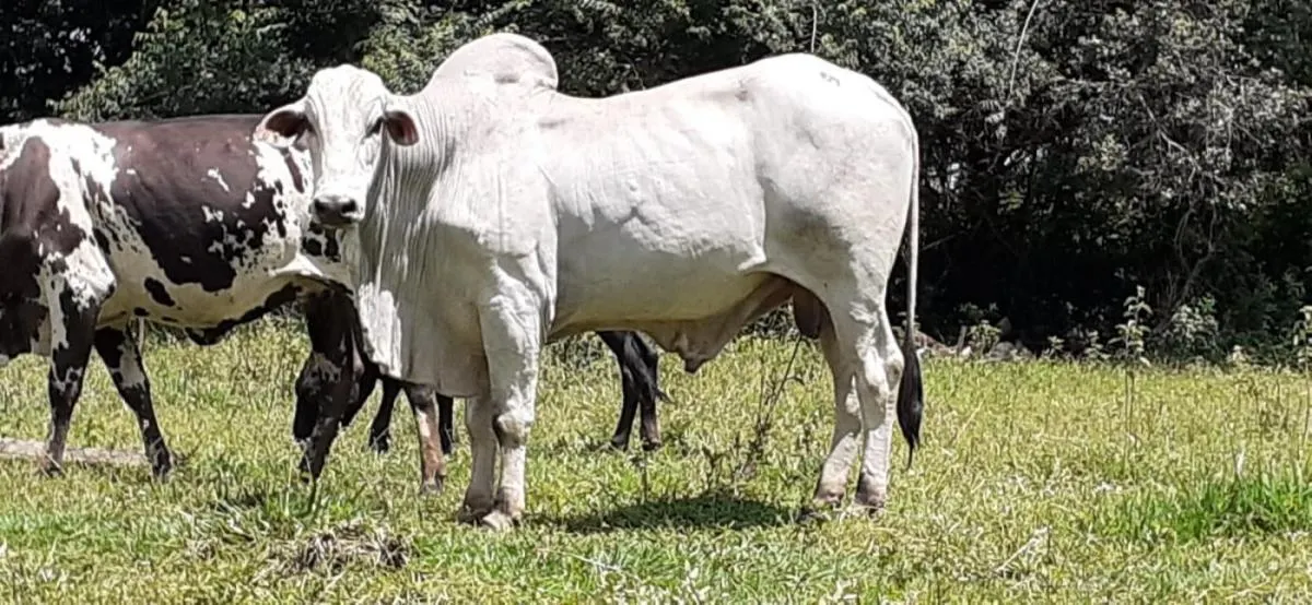 Small farm for sale of 11 acres in Santo Antônio da Alegria, SP, Brazil