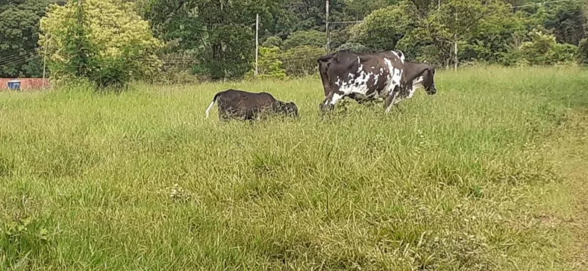 Sítio à venda de 5 ha em Santo Antônio da Alegria, SP, Brasil