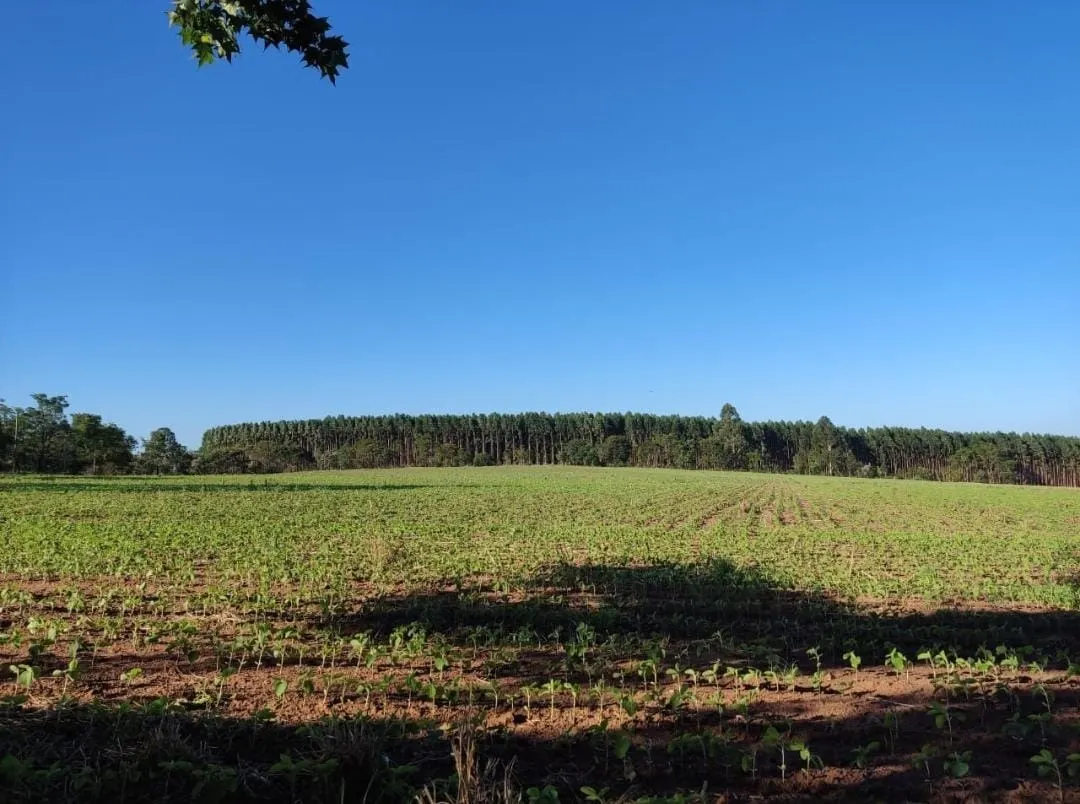 Fazenda à venda e para Arrendar de 341 ha em Itapetininga, SP, Brasil