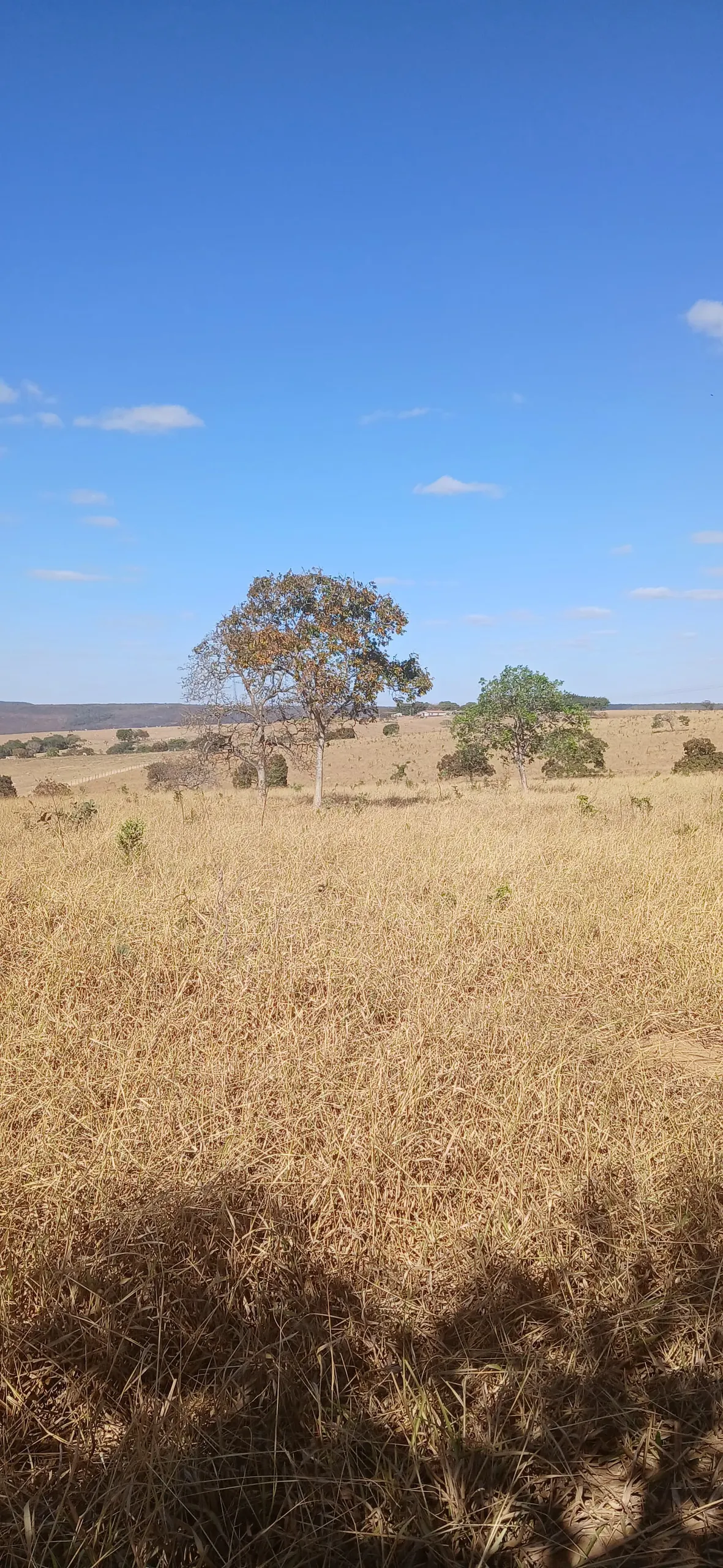 Fazenda para Arrendar de 232 ha em Luziânia, GO, Brasil