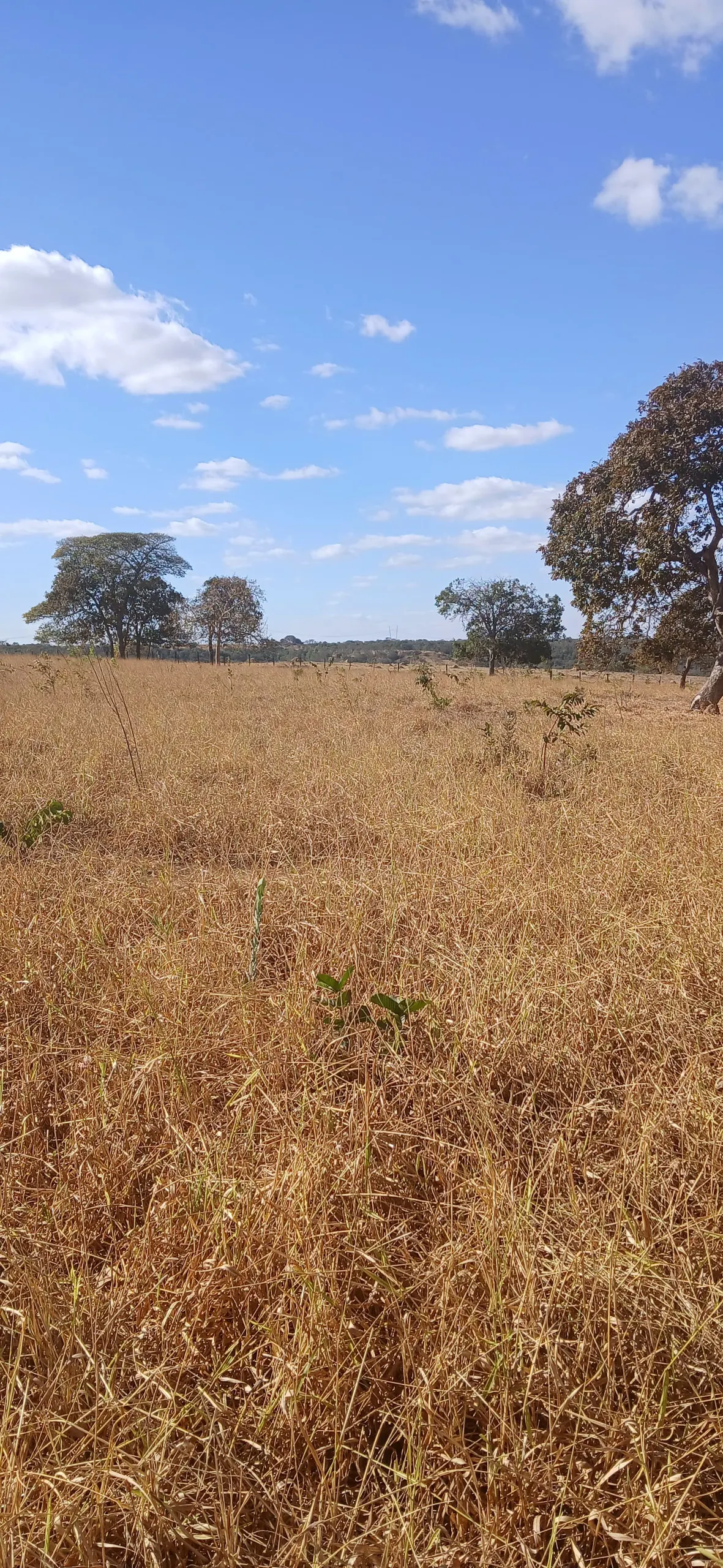 Fazenda para Arrendar de 232 ha em Luziânia, GO, Brasil