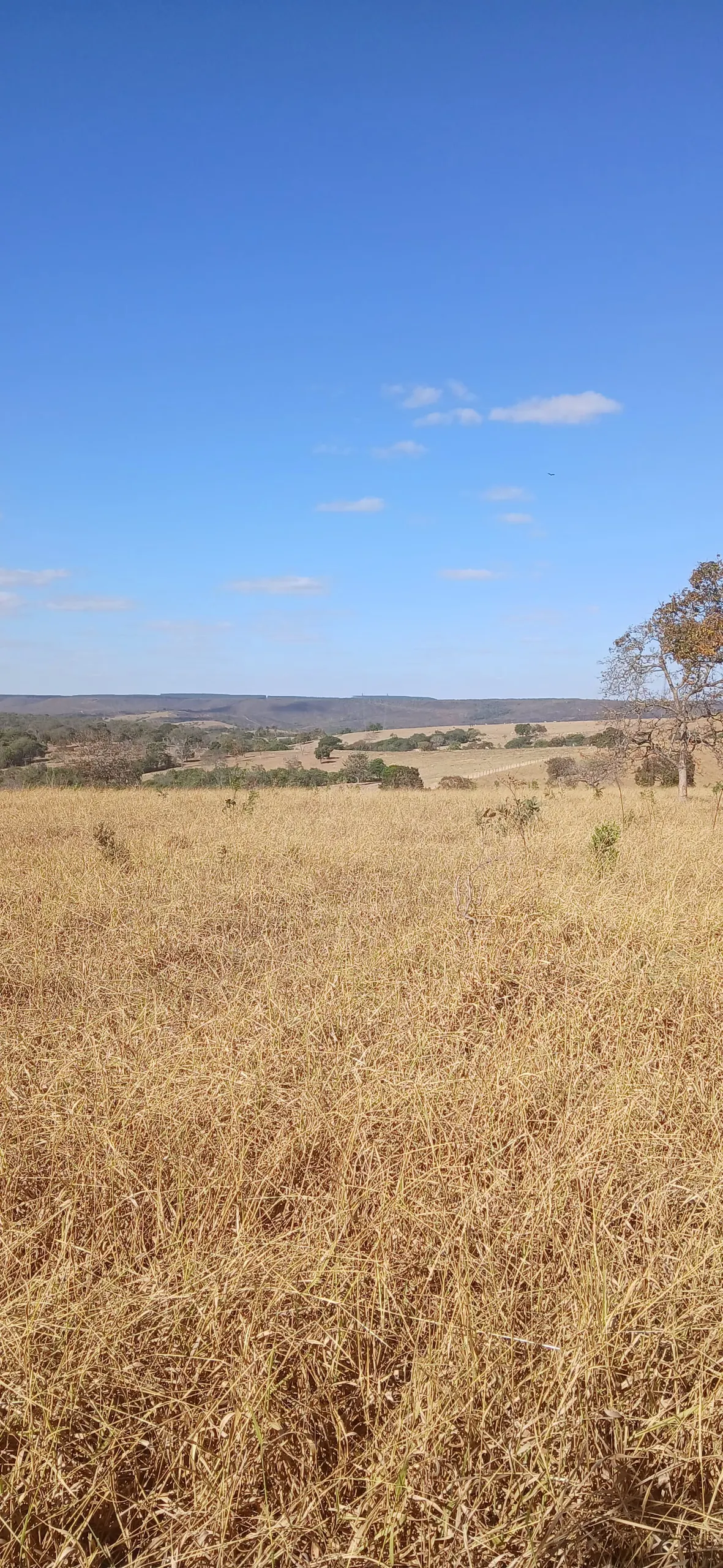 Fazenda para Arrendar de 232 ha em Luziânia, GO, Brasil