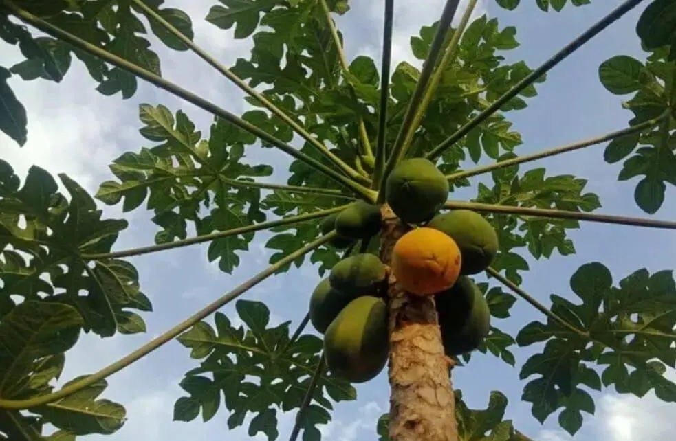 Chácara à venda de 3.100 m² em Jarinu, SP, Brasil