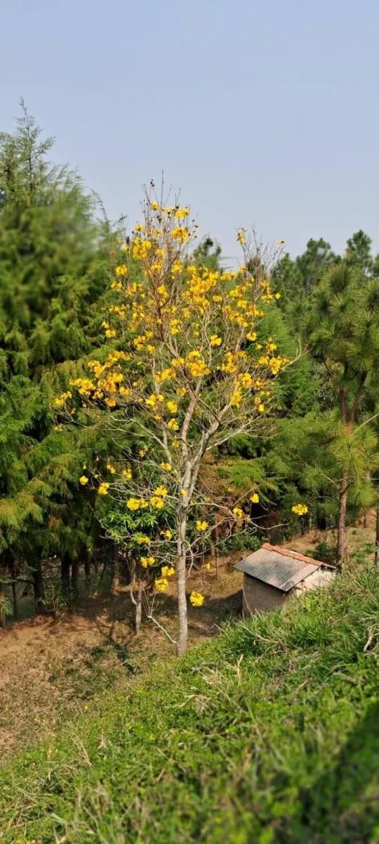 Chácara à venda de 3.100 m² em Jarinu, SP, Brasil