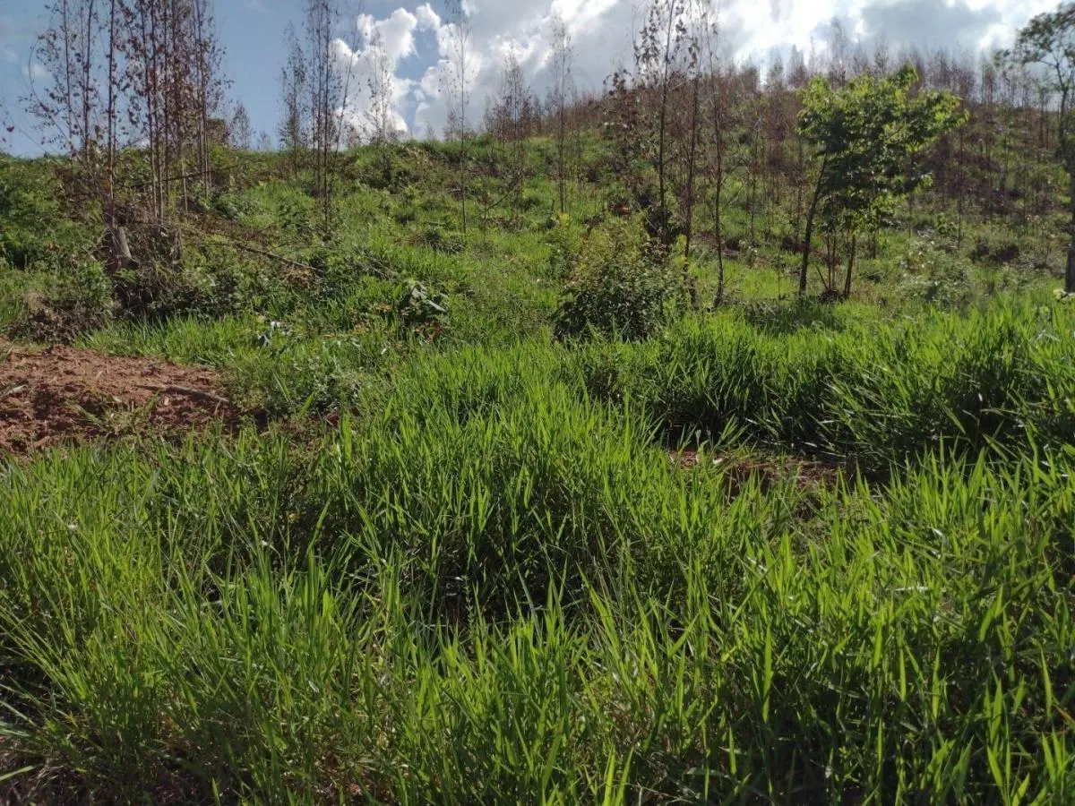Fazenda à venda de 150 ha em Guaratinguetá, SP, Brasil