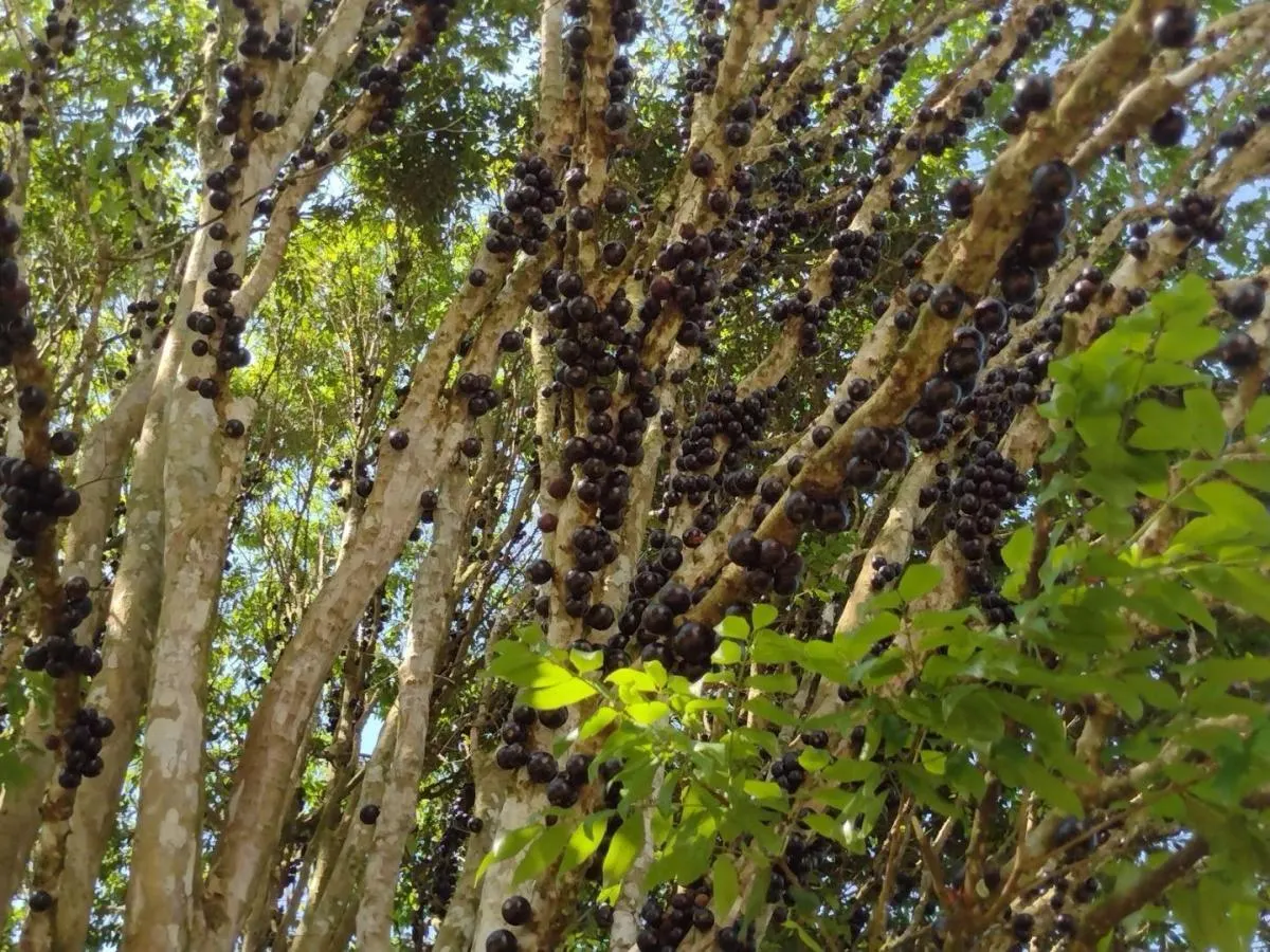 Fazenda à venda de 150 ha em Guaratinguetá, SP, Brasil