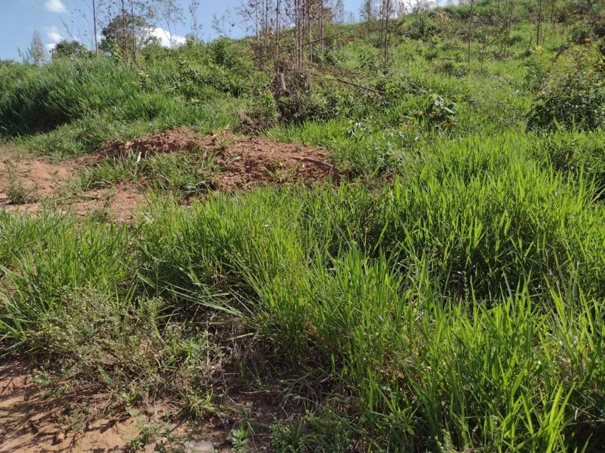 Fazenda à venda de 150 ha em Guaratinguetá, SP, Brasil