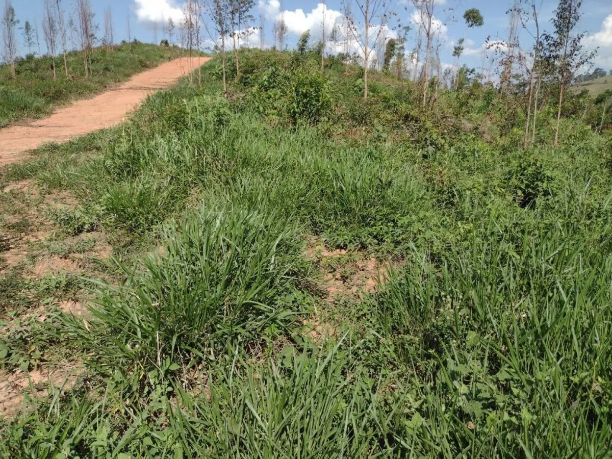 Fazenda à venda de 150 ha em Guaratinguetá, SP, Brasil