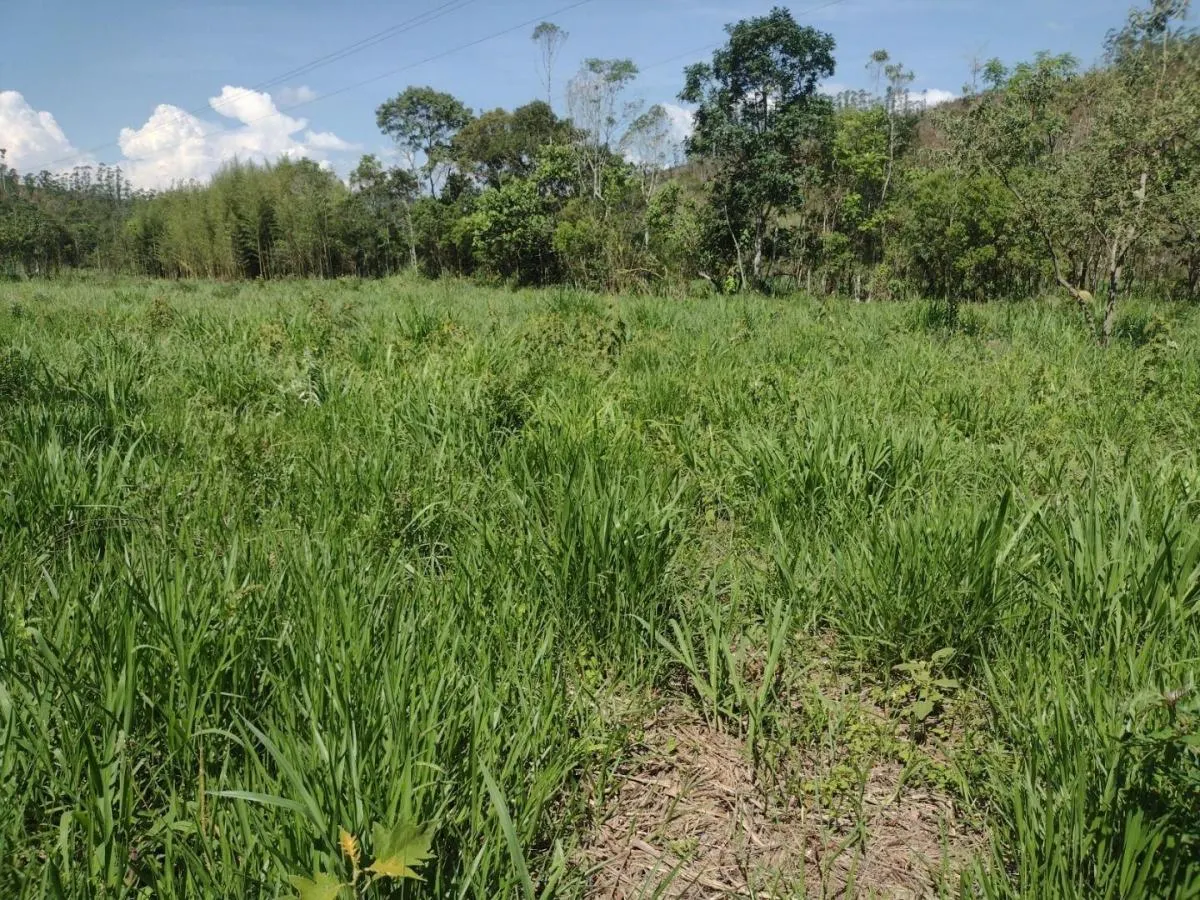 Fazenda à venda de 150 ha em Guaratinguetá, SP, Brasil