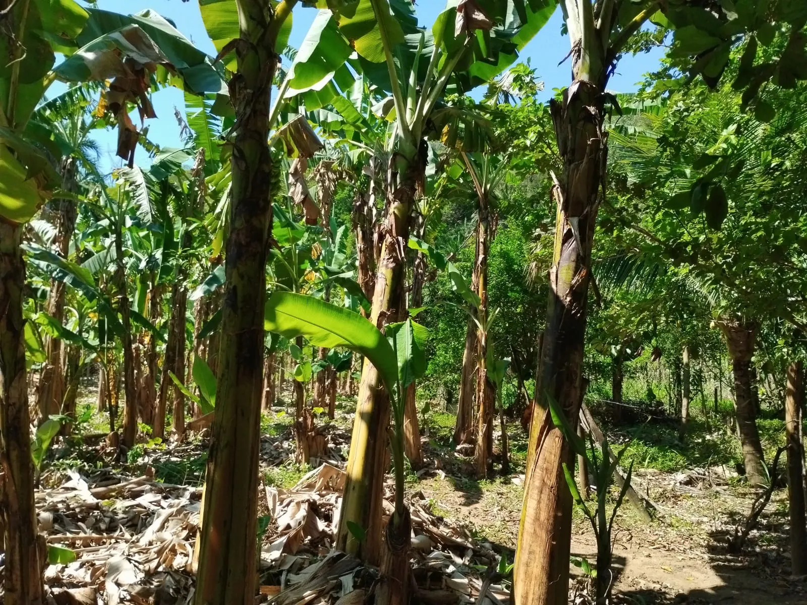 Small farm for sale of 5 acres in Cariacica, ES, Brazil