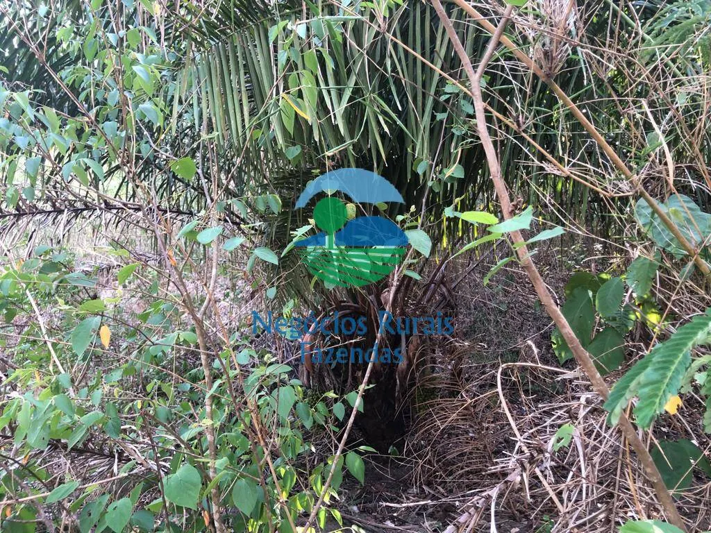 Fazenda à venda de 484 ha em Jaú do Tocantins, TO, Brasil
