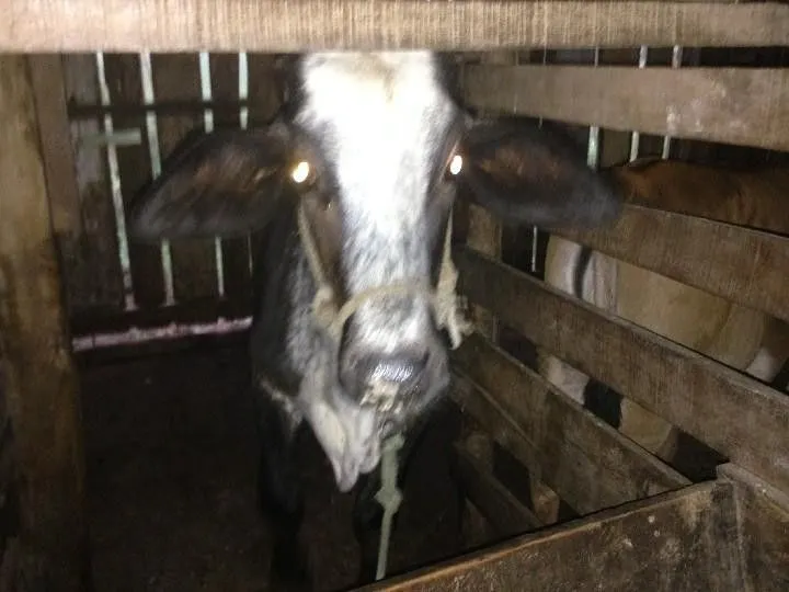 Terreno à venda de 2 ha em Santo Antônio da Patrulha, RS, Brasil