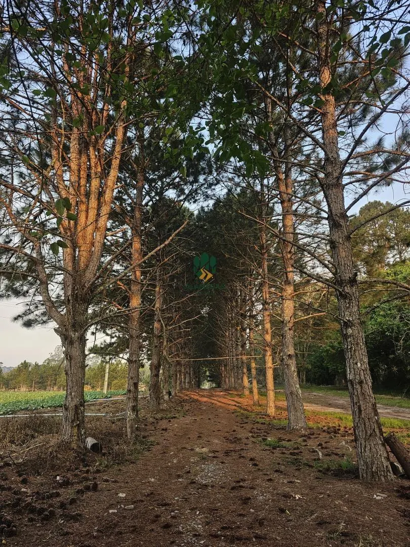 Sítio à venda de 38 ha em Ibiúna, SP, Brasil