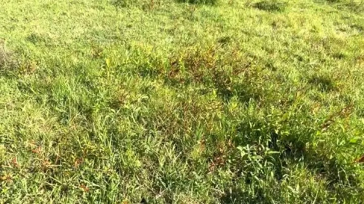 Sítio à venda de 3 ha em Santo Antônio da Patrulha, RS, Brasil